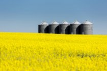 Large metal grain bins in a row in a flowering canola field with blue sky; Beiseker, Alberta, Canada — Stock Photo