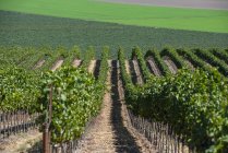 Weinreben (vitis) an einem Hang, Gonzales, Kalifornien, Vereinigte Staaten von Amerika — Stockfoto