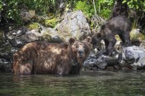 Grizzlybär und ihr Junges in der wilden Natur — Stockfoto