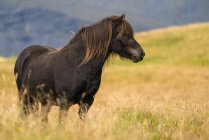 Islandpferd in der Naturlandschaft, Island — Stockfoto