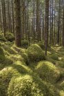 Alter Wuchswald mit Sitka-Fichte (Picea sitchensis) und Schierling (Tsuga), Tongass National Forest, Südostalaska; Alaska, Vereinigte Staaten von Amerika — Stockfoto