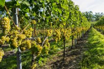 Кластеры белого винограда, свисающие с виноградников, к востоку от Кохема, Германия — стоковое фото
