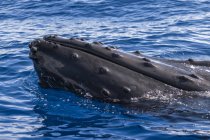 Buckelwal spioniert blaues Ozeanwasser aus — Stockfoto