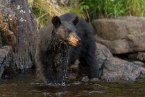 Black Bear watching for fish from shoreline — Stock Photo