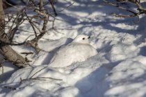 Виллоу Птармиган лежит в снегу под деревом с белым зимним оперением — стоковое фото