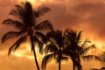 Palme sagomate in un cielo arancione, Wailea, Maui, Hawaii, Stati Uniti d'America — Foto stock