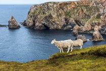 Moutons (Ovis aries) debout sur une crête herbeuse surplombant le littoral ; île d'Arranmore, comté de Donegal, Irlande — Photo de stock