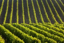 Lines of rows of grapevines on a hilly slope, Remich, Luxembourg — Stock Photo