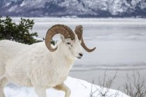 Carnero de oveja Dall deambula y se alimenta en el punto ventoso durante el invierno nevado, Alaska, Estados Unidos de América - foto de stock