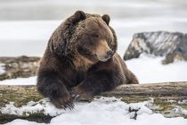 Grizzlybär im Schnee bei wilder Natur — Stockfoto