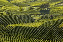 Sonnenbeschienener Hang mit Weinrebenreihen am Hang, remich, luxembourg — Stockfoto