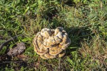 Eccellente esemplare di un Dyers Mazegill, o Dyers Polypore, meglio conosciuto come un fungo Velvet-Top, vicino Harris Beach State Park; Brookings, Oregon, Stati Uniti d'America — Foto stock