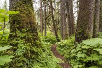 Weg durch einen alten Wuchswald, Tongass-Nationalwald; alaska, vereinigte Staaten von Amerika — Stockfoto