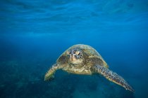 Hawaiian Green sea turtle (Chelonia mydas) swimming in clear, blue water; Makena, Maui, Hawaii, United States of America — Stock Photo