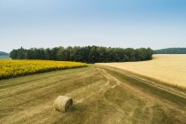 Aerial view of sunflower field, golden grain field, and a hay bale in a cut field bordered by trees; Erickson, Manitoba, Canada — Stock Photo