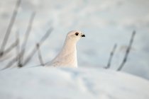 Willow Ptarmigan (Lagopus lagopus) standing in snow and ice with white winter plumage in Arctic Valley, South-central Alaska, Alaska, United States of America — Stock Photo