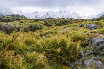 Schneebedeckte Berge und frühlingshafte Vegetation entlang des Hooker-Talwegs, Mount Cook Nationalpark; Südinsel, Neuseeland — Stockfoto