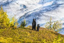Urso negro e filhote estão de pé perto do Trilho de Campo de Gelo Harding na Geleira de Saída no Parque Nacional Kenai Fjords, Alasca, EUA — Fotografia de Stock