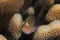 Arc-Eye hawkfish (Paracirrhites arcatus) de Antler coral (Pocillopora grandis); Wailea, Maui, Hawaii, Estados Unidos de América. - foto de stock