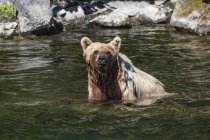 Grizzly orso pesca in acqua di fiume — Foto stock