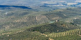 Olive farms, Vianos, Albacete Province, Spain — Stock Photo