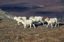 Béliers Dall Sheep marchant le long d'une crête dans le haut pays dans le parc national Denali et la réserve de l'intérieur de l'Alaska, États-Unis — Photo de stock