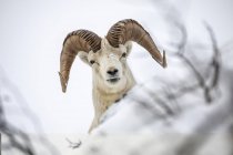 Dall moutons ram se promène et se nourrit dans le Windy Point pendant l'hiver neigeux, Alaska, États-Unis d'Amérique — Photo de stock