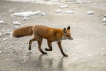 Carino volpe rossa in natura selvaggia — Foto stock