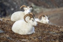 Овцы Далл Овцы отдыхают на траве в высокой стране в Денали Национальный парк и заповедник в интерьер Аляски осенью, Аляска, Соединенные Штаты Америки — стоковое фото