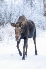 Vista panorâmica do grande alce de touro em pé na neve de inverno — Fotografia de Stock