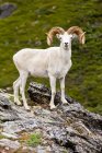 Curl completo Dall carneiro ovelhas em um cume rochoso em Denali National Park and Preserve, Interior Alaska; Alaska, Estados Unidos da América — Fotografia de Stock