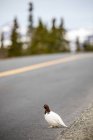 A male Willow Ptarmigan bird on road — Stock Photo