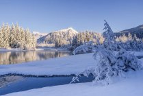 Pomeriggio invernale lungo la costa del fiume Mendenhall, Tongass National Forest; Juneau, Alaska, Stati Uniti d'America — Foto stock