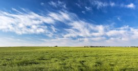 Campo de canola verde com nuvens dramáticas e céu azul, Norte de Calgary, Alberta, Canadá — Fotografia de Stock