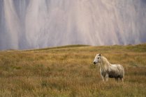 Islandpferd in der Naturlandschaft, Island — Stockfoto