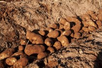 Batatas colhidas em solo vermelho, Ilha do Príncipe Eduardo, Canadá — Fotografia de Stock