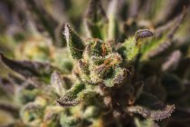 Gros plan d'une plante de cannabis en maturation et de fleurs avec trichomes visibles ; Marina, Californie, États-Unis d'Amérique — Photo de stock