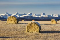 Balles de foin couvertes de neige dans un champ de chaume avec des montagnes enneigées et des contreforts en arrière-plan avec des nuages et un ciel bleu, à l'ouest de Calgary, Alberta, Canada — Photo de stock