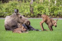 Scenic view of big bull moose with cubs lying in grass — Stock Photo