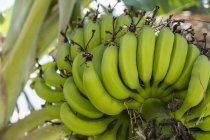 Agrupamento de bananas não maduras em uma árvore; Huatulco, Oaxaca, México — Fotografia de Stock