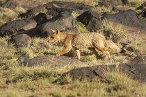 Patagonian fox (Lycalopex griseus) running in the warm light of a late afternoon; Mendoza, Argentina — Stock Photo