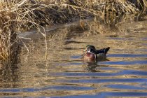 Canard de bois mâle sur l'eau à la vie sauvage — Photo de stock