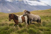 Красиві ісландські коні на дикій природі в Ісландії — стокове фото