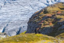 Black bears on a hillside with Exit Glacier in Kenai Fiords National Park, South-central Alaska; Alaska, United States of America — Stock Photo