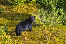 Un oso negro mirando a cámara en la vida salvaje - foto de stock