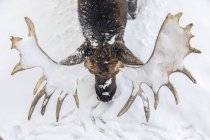 Scenic view of big bull moose standing in winter snow — Stock Photo