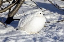 Willow Ptarmigan standing in snow under a tree with white winter plumage — Stock Photo