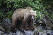 Vista de primer plano del oso pardo en la vida salvaje - foto de stock