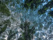 Guardando nel baldacchino di alberi nella lussureggiante foresta pluviale di Oahu; Oahu, Hawaii, Stati Uniti d'America — Foto stock