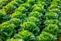 Crop of romaine lettuce growing in a field; Nova Scotia, Canada — Stock Photo